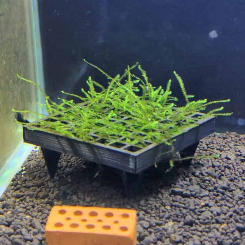 Aquarium Plant Echinodorus - ตะกร้าปลูกมอสสำหรับตู้ปลา ตกแต่งตู้ปลาด้วยมอสสด สำหรับกุ้ง เบต้า และตู้ปลาน้ำจืด