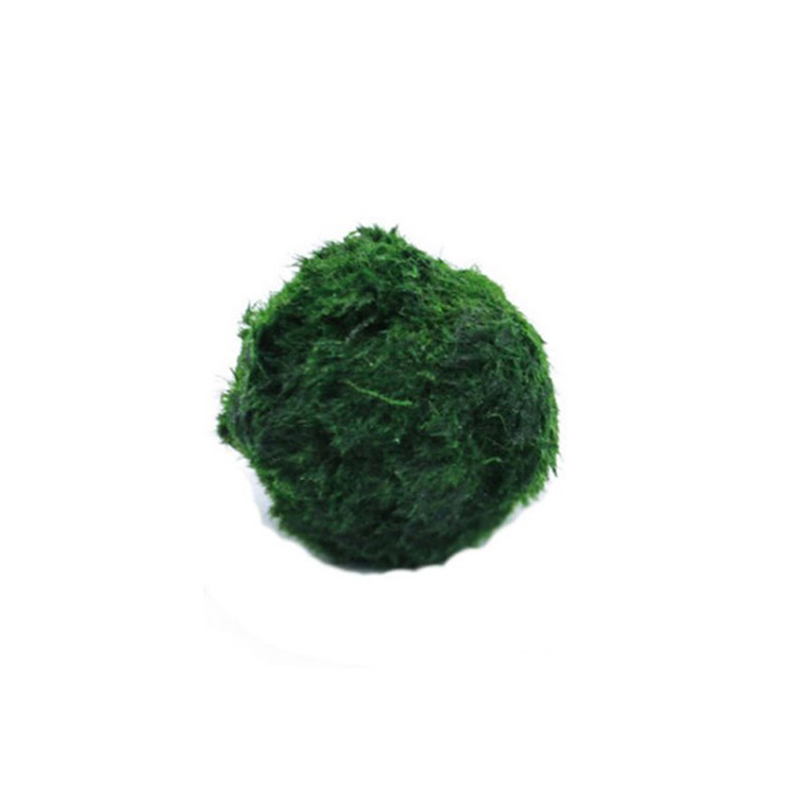 Aquarium Plant Echinodorus - มอสบอลมาริโมสด ขนาด 3-4 ซม. สาหร่ายสีเขียว ตกแต่งตู้ปลา