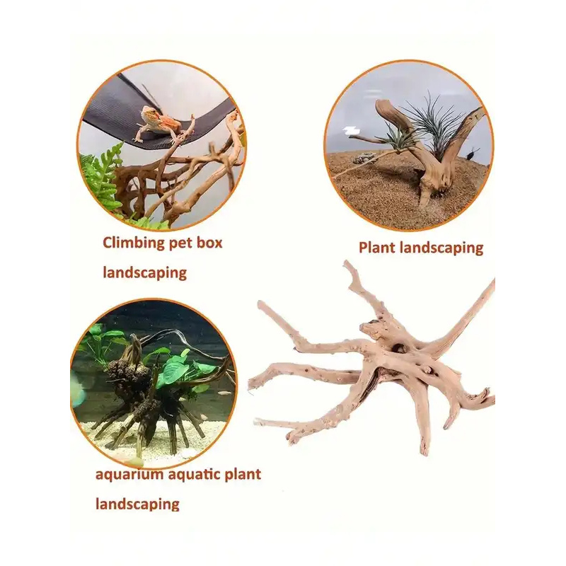ไม้ลอยน้ำธรรมชาติสำหรับตกแต่งต - Aquarium Plant Growing บทวิจารณ์และราคา