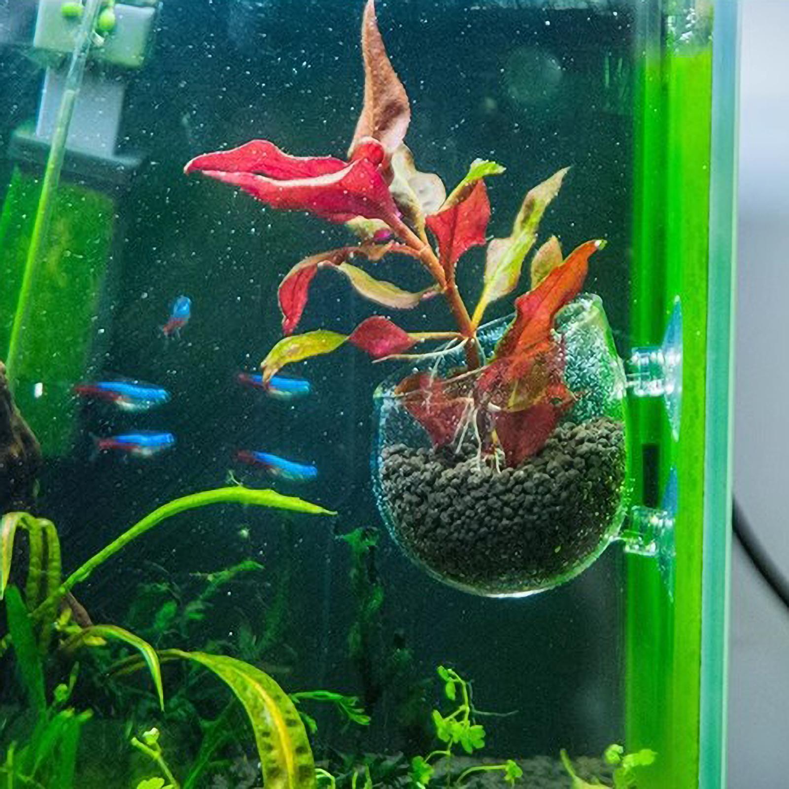 ที่วางต้นไม้ในตู้ปลา กระถางแก้ - Aquarium Planted Tank Substrate บทวิจารณ์และราคา