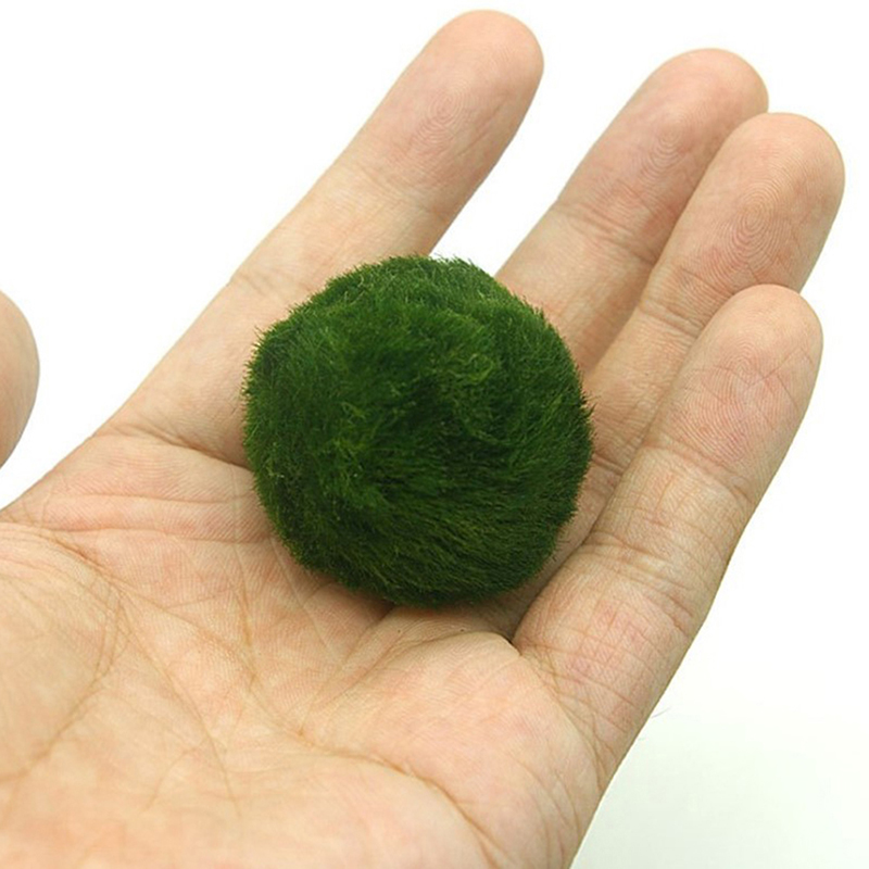 ลูกบอลมอสมาริโมะ3-4ซม. พืชสดสา - Aquarium Plant Echinodorus บทวิจารณ์และราคา