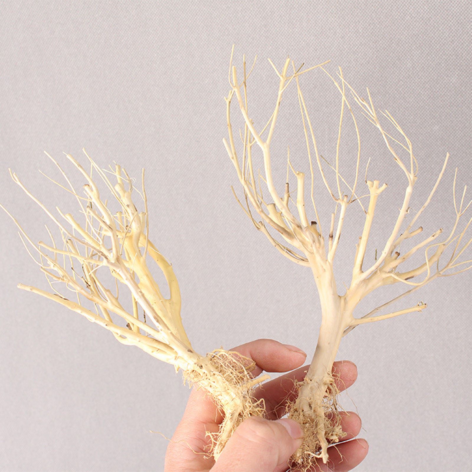ไม้ตกแต่งตู้ปลา DIY แบบใหม่ ต้ - Aquarium Plant On Wood บทวิจารณ์และราคา