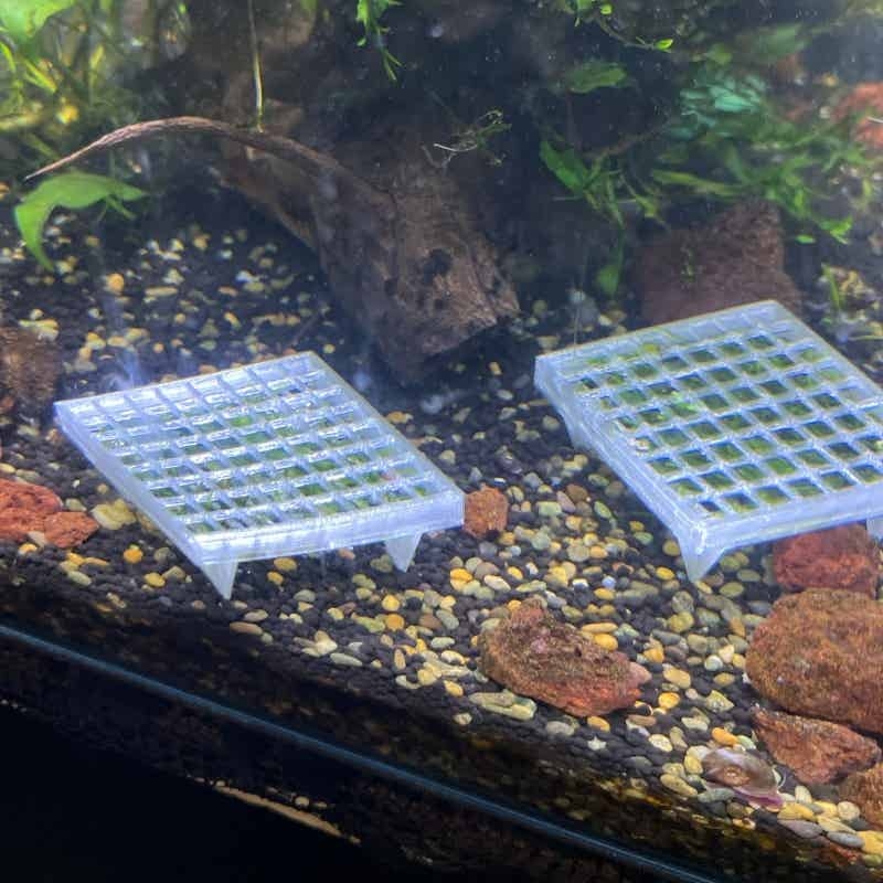ตะกร้าปลูกมอสสำหรับตู้ปลา ตกแต - Aquarium Plant Echinodorus บทวิจารณ์และราคา