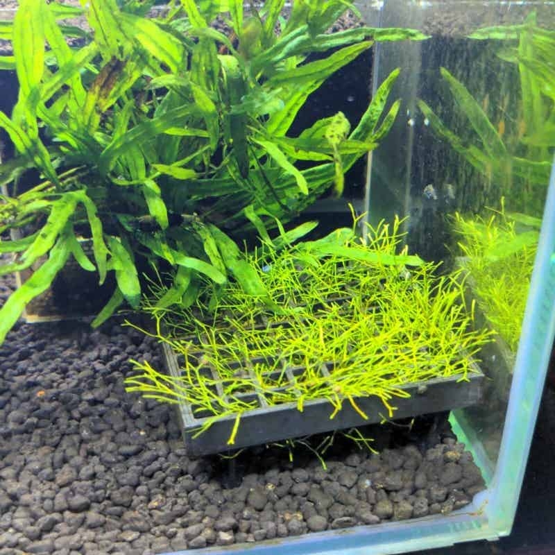 ตะกร้าปลูกมอสสำหรับตู้ปลา ตกแต - Aquarium Plant Echinodorus บทวิจารณ์และราคา