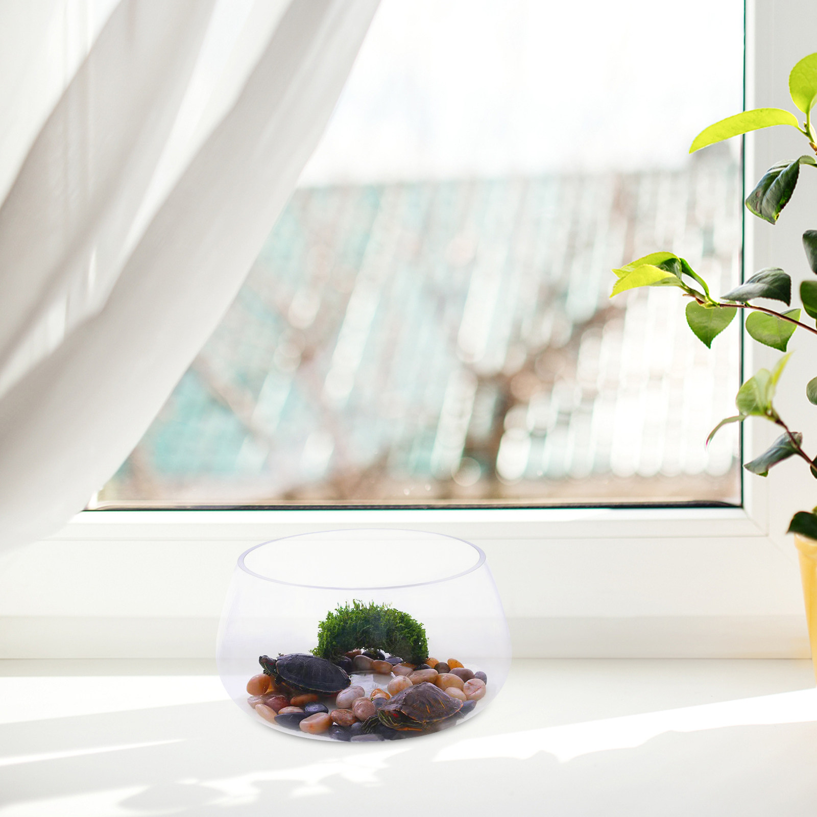 ตู้ปลาแก้วใสทรงกลมขนาดเล็กสำหร - Aquarium Planted Shop บทวิจารณ์และราคา