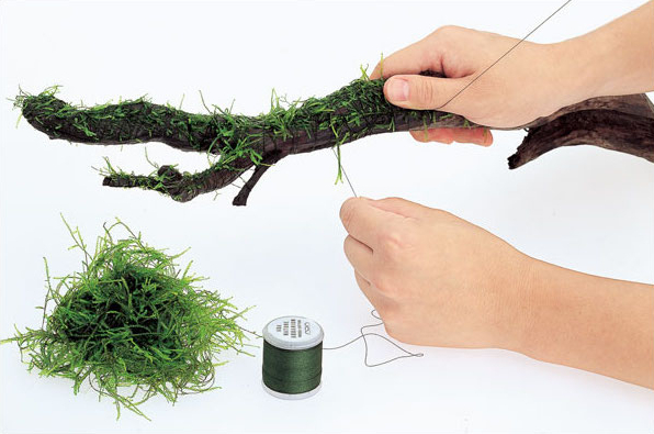 ไม้ลอยน้ำตกแต่งตู้ปลาแบบย่อยสล - Aquarium Plant Echinodorus บทวิจารณ์และราคา