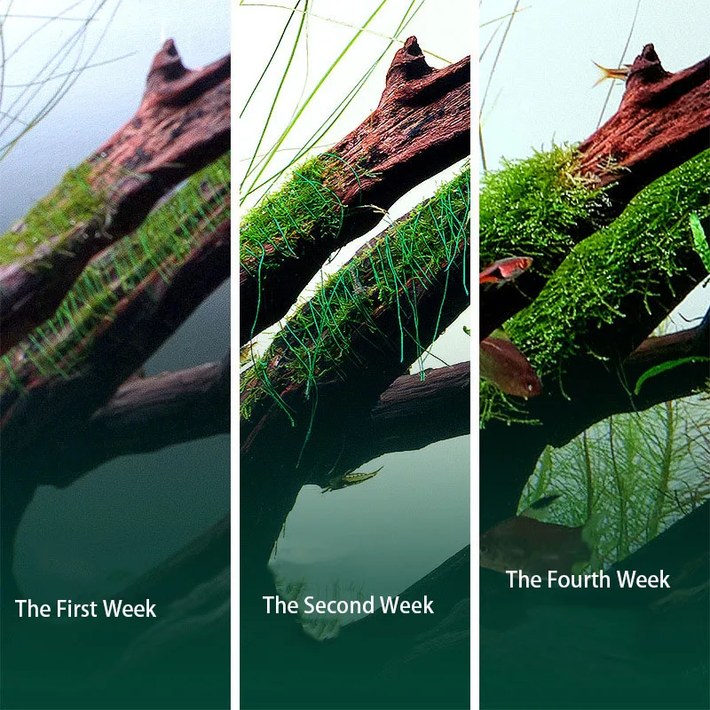 ไม้ลอยน้ำตกแต่งตู้ปลาแบบย่อยสล - Aquarium Plant Echinodorus บทวิจารณ์และราคา