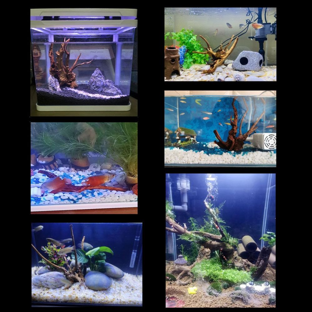 ลำต้นของต้นไม้ธรรมชาติตกแต่งงา - Aquarium Plant Growing บทวิจารณ์และราคา
