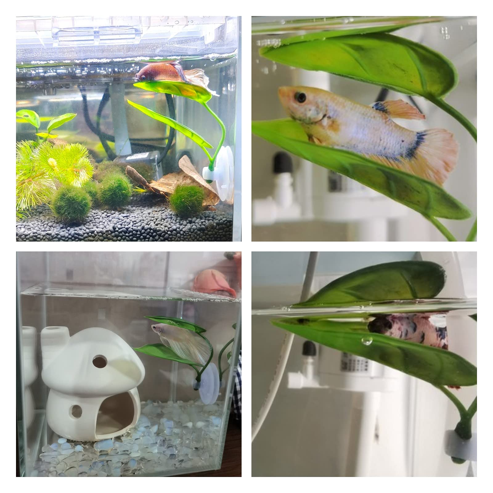 ของตกแต่งตู้ปลาสำหรับสัตว์เลี้ - Aquarium Plant Growing บทวิจารณ์และราคา