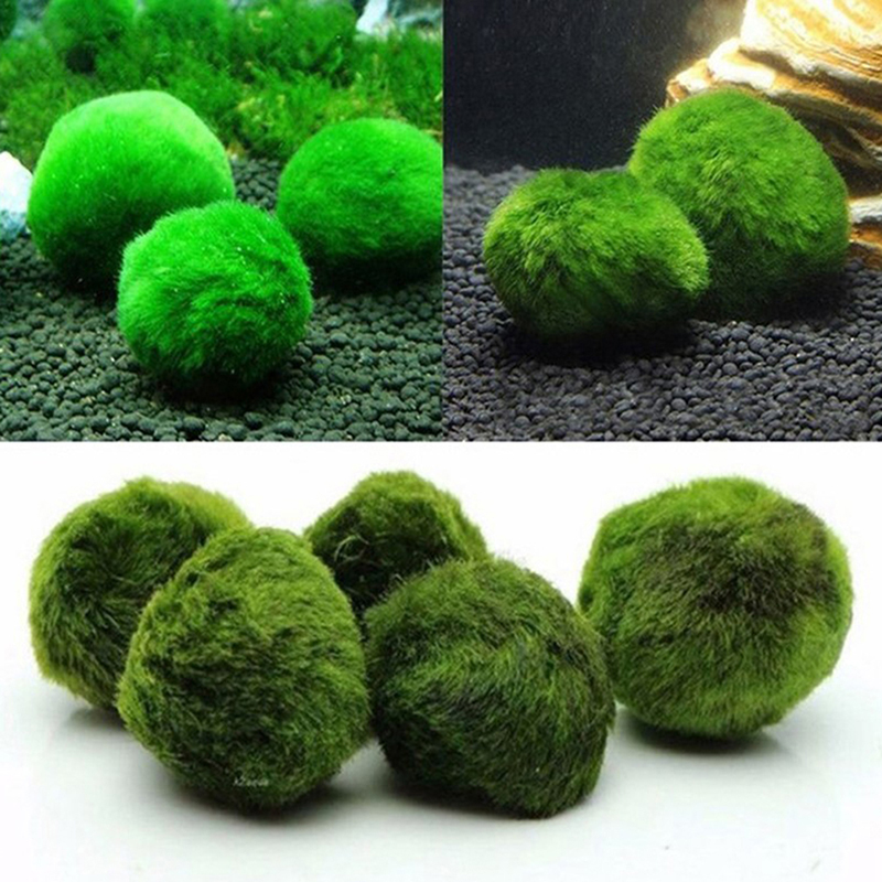 มาริโม่ มอสบอล ต้นไม้ประดับตู้ - Aquarium Planted Tank Substrate บทวิจารณ์และราคา