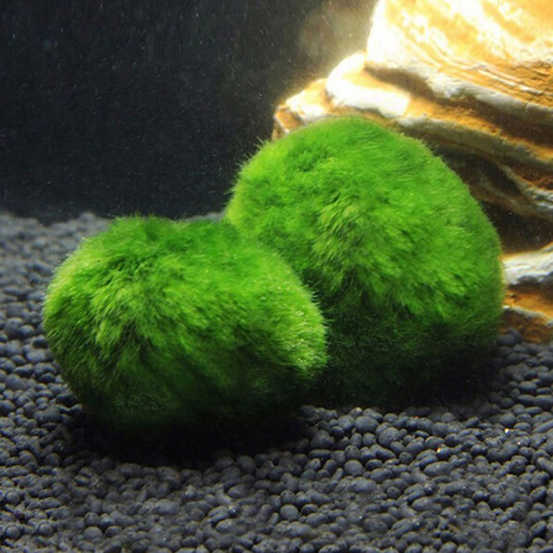 มาริโม่ มอสบอล ต้นไม้ประดับตู้ - Aquarium Planted Tank Substrate บทวิจารณ์และราคา