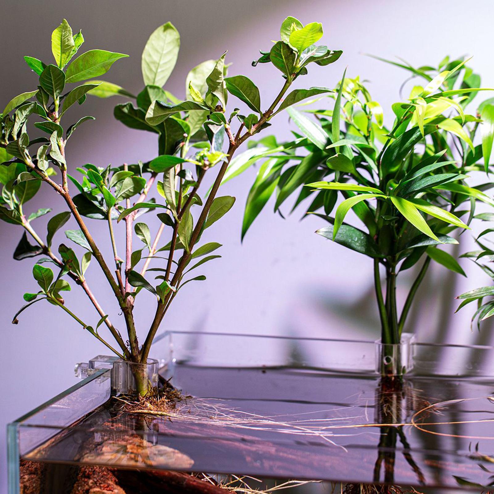 ที่แขวนต้นไม้ในตู้ปลาแบบใส 6 ช - Aquarium Plant Growing บทวิจารณ์และราคา