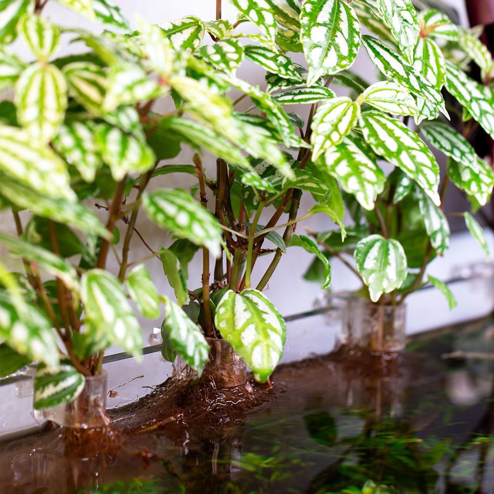 ที่แขวนต้นไม้ในตู้ปลาแบบใส 6 ช - Aquarium Plant Growing บทวิจารณ์และราคา