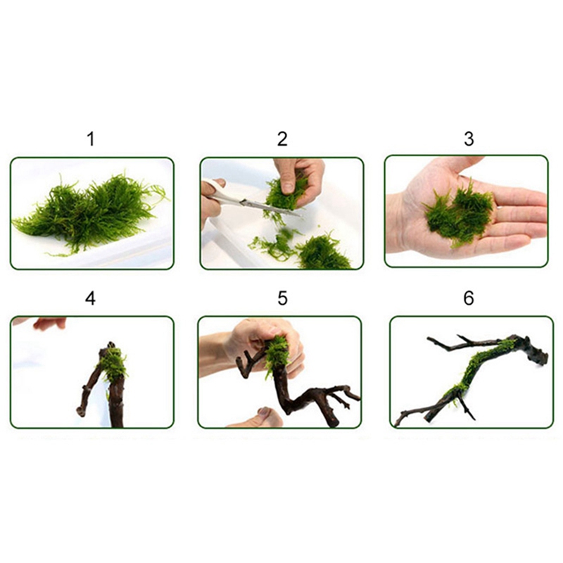 120M DIY MOSS Line Binding Lin - Aquarium Plant Echinodorus บทวิจารณ์และราคา