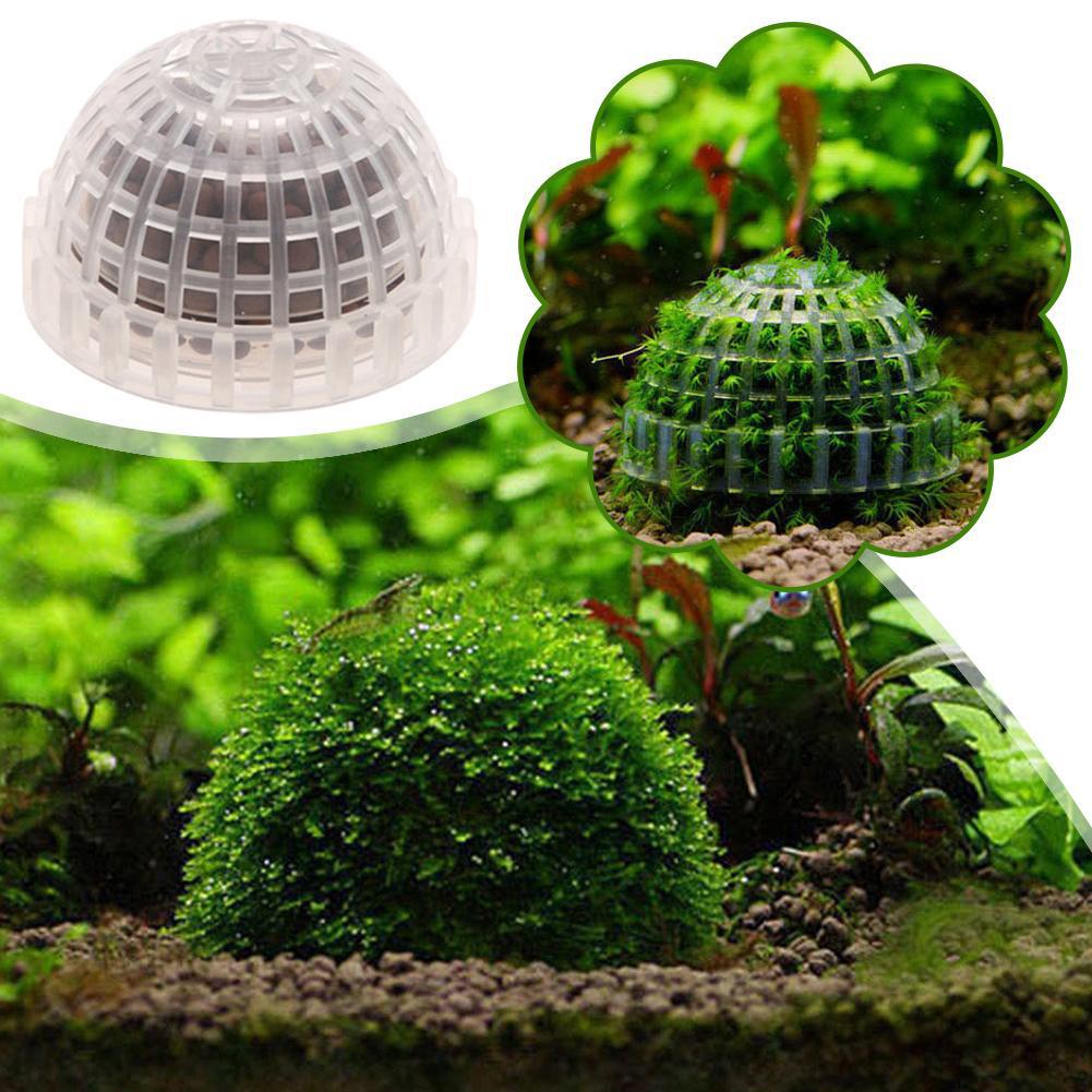 อุปกรณ์ตกแต่งตู้ปลา 1 ชิ้น ลูก - Aquarium Plant Echinodorus บทวิจารณ์และราคา