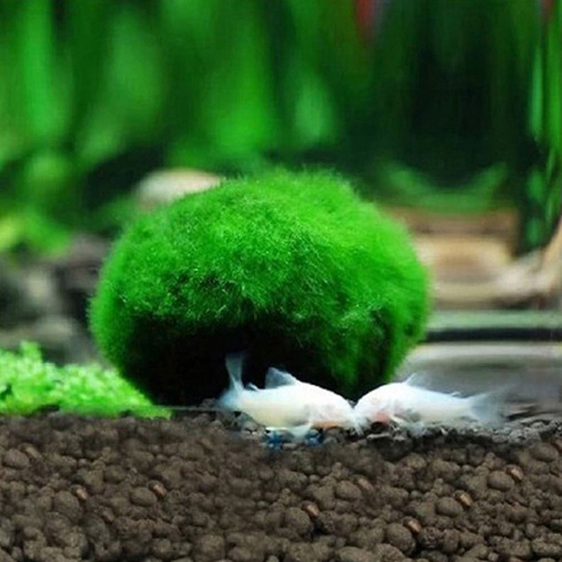 มอสบอลมาริโมสด ขนาด 3-4 ซม. สา - Aquarium Plant Echinodorus บทวิจารณ์และราคา